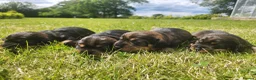Dachshund dogs for sale: Kc registered teckel  - Advert 21