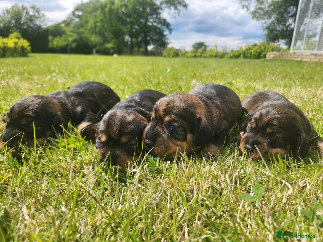 Dachshund dogs for sale: Kc registered teckel  - Advert 21