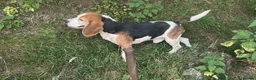 Beagle dogs for sale: Pure bred beagle male - Advert 4