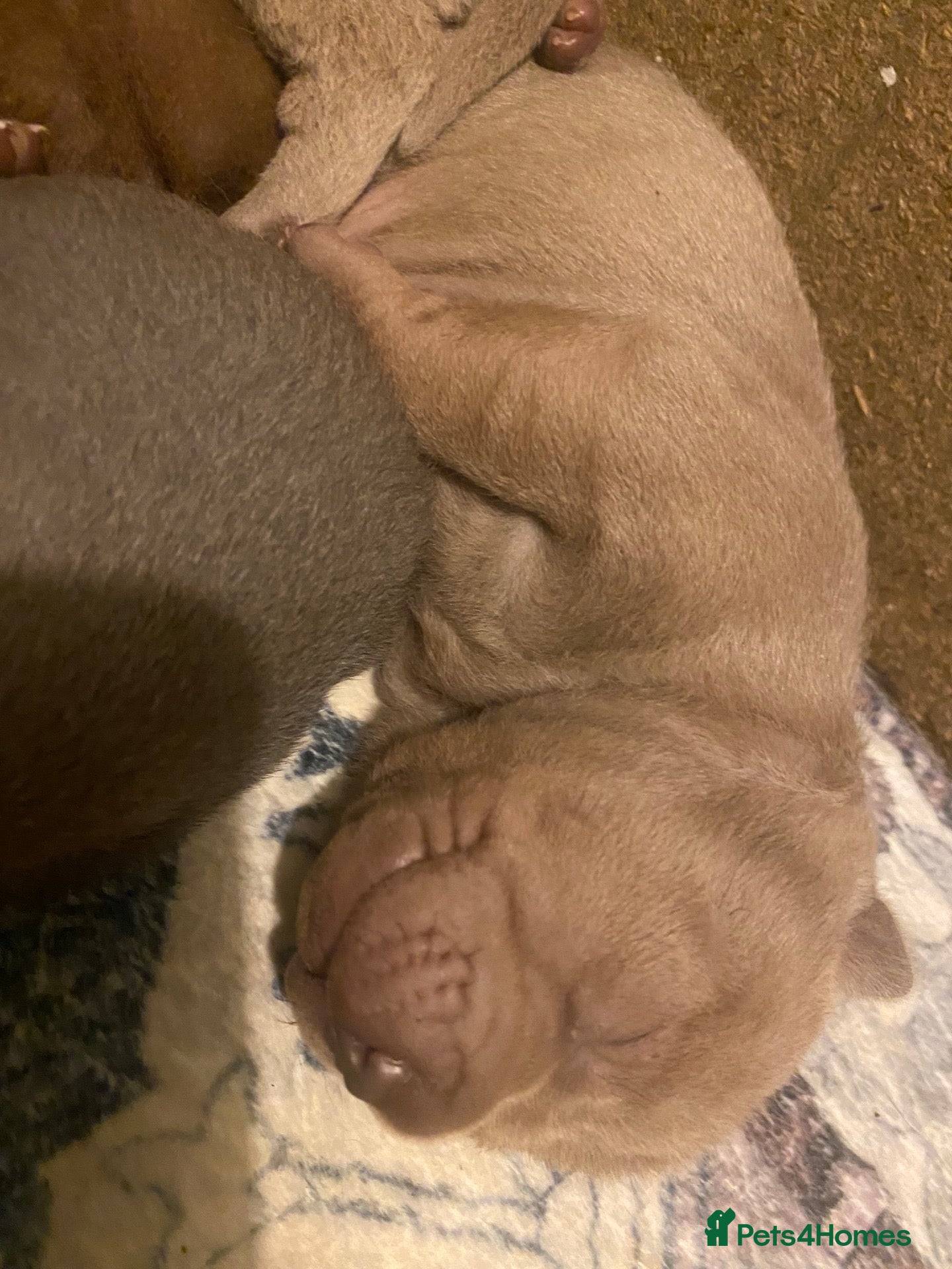 Shar Pei dogs Stunning shar pei puppies - Advert 2