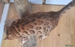 Bengal cats for sale: SBT Tica Bengal retired female Venus - Advert 10