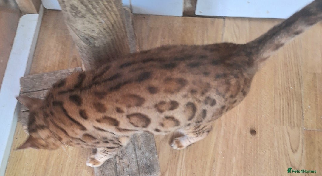 Bengal cats for sale: SBT Tica Bengal retired female Venus - Advert 10