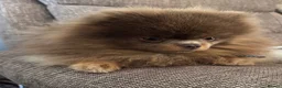 Pomeranian dogs for stud: TINY DNA Tested KC Reg Lilac & Tan Stud  - Advert 7