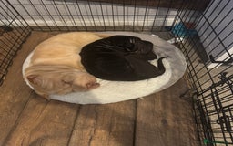 Shar Pei dogs for sale: 2 boys left full shar pei - Image 2