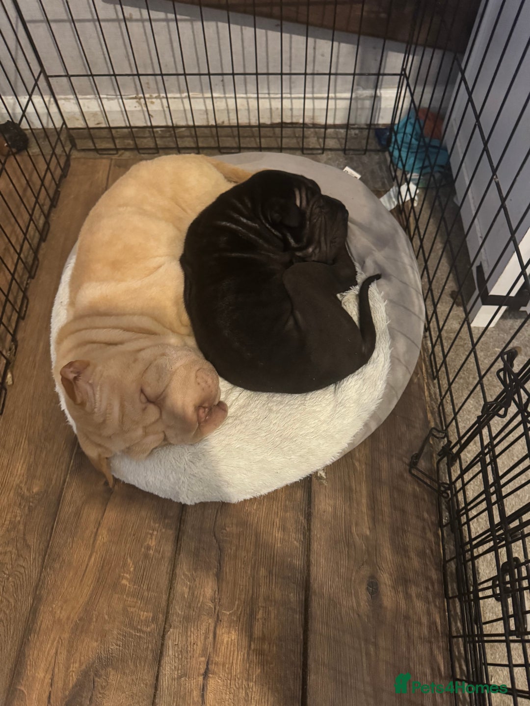 Shar Pei dogs for sale: 2 boys left full shar pei - Image 2