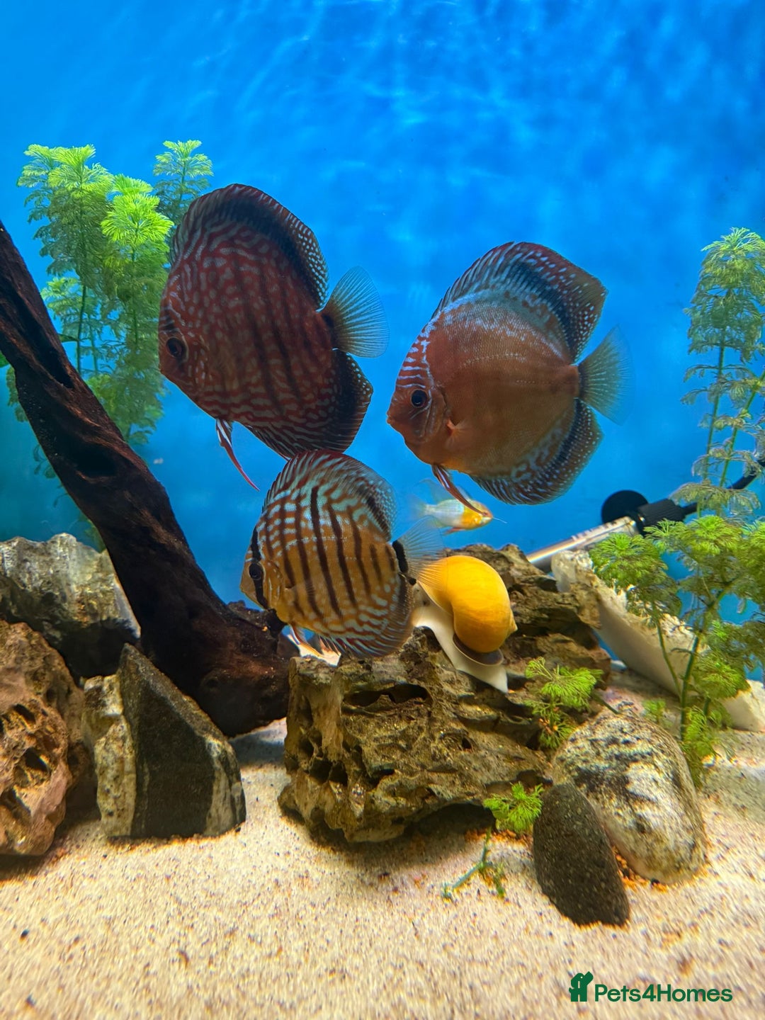 Discus fish for sale: 10 discus for sale due to house move - Advert 6