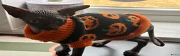 Sphynx cats for sale: Black sphynx boy looking for a new home.  - Advert 3