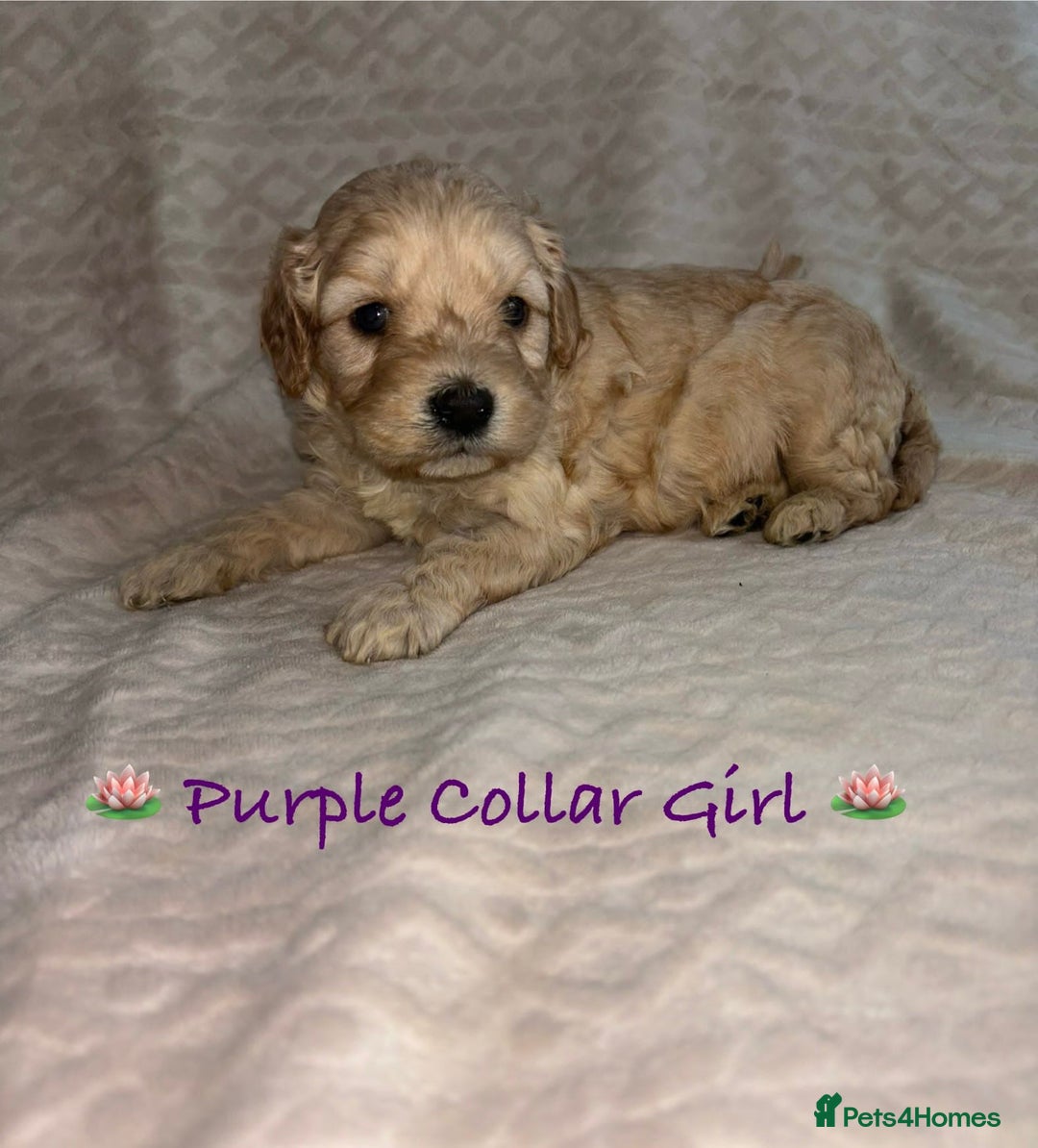 Cavapoo dogs for sale: Beautiful F1 Cavapoo Puppies  - Image 22