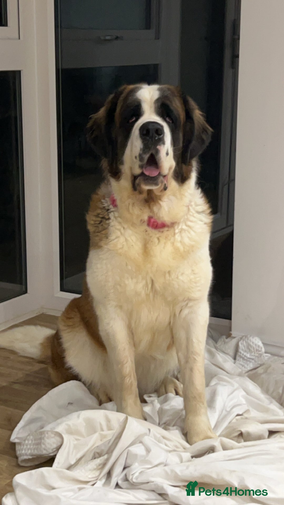 Saint Bernard dogs for sale: Saint Bernard Rehoming - Advert 3