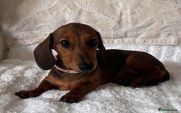 Miniature Dachshund dogs for sale: Beautiful 4 month old mini dachshund  - Image 4