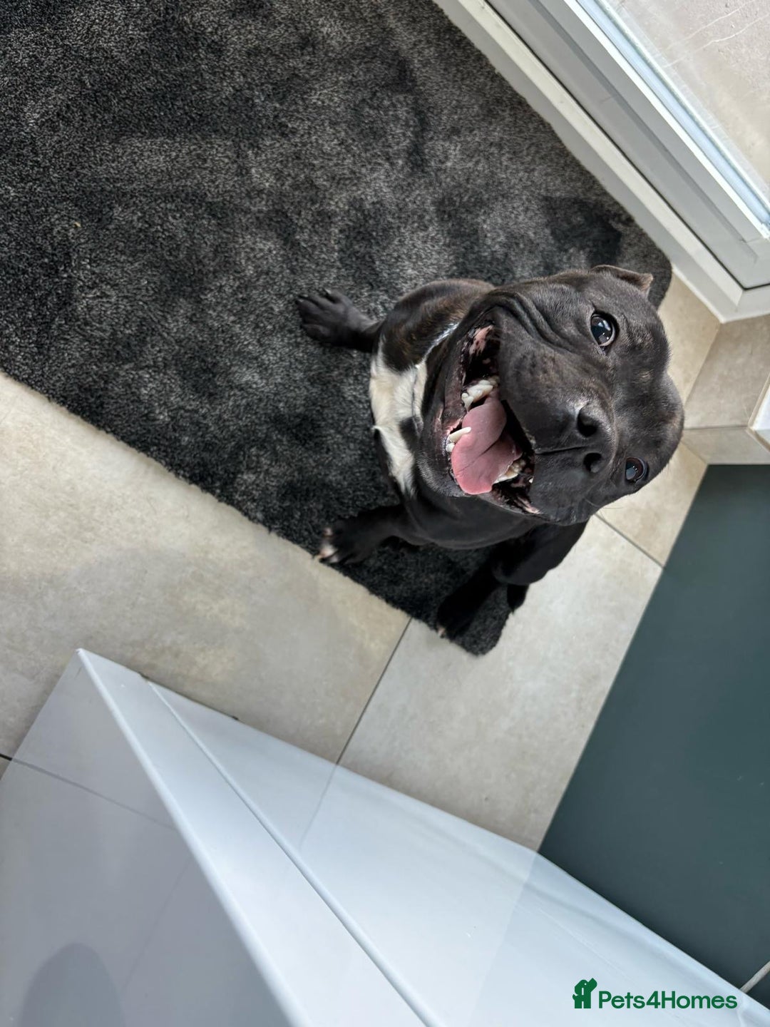 Staffordshire Bull Terrier dogs for sale: LAST 2 KC Registered Staffordshire Bull Terrier - Advert 3