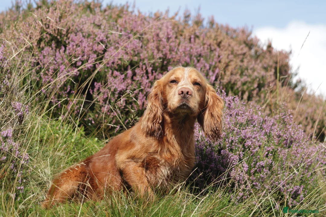 Cocker Spaniel dogs for stud: Fully Health tested Excellent Cocker now at stud in Lancaster - Advert 10