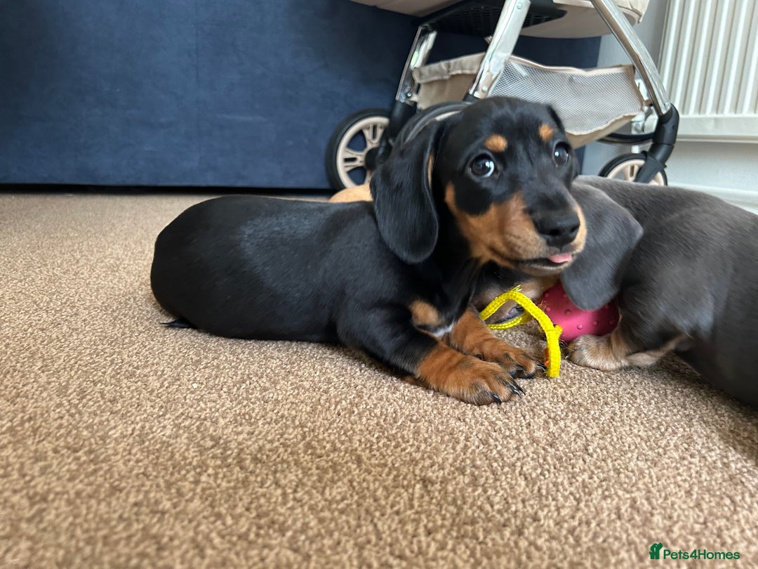 Miniature Dachshund dogs for sale: Miniature Dachshund Pups  in Banbury - Image 26