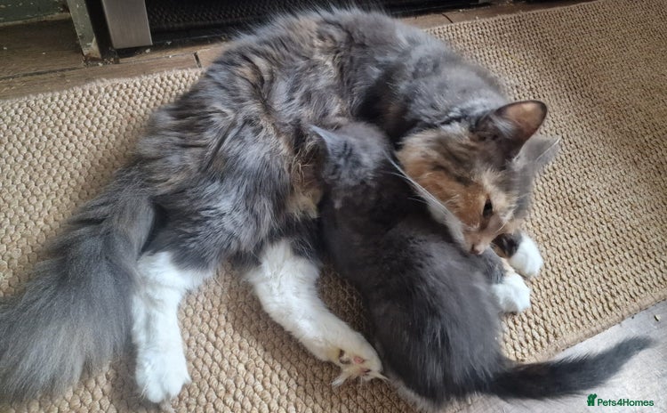 Mixed Breed cats  Kittens for Sale  - Advert 1