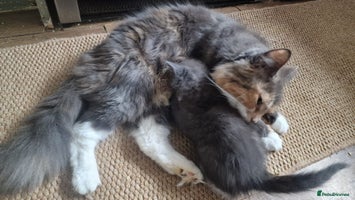 Mixed Breed cats Kittens for Sale - Advert 7