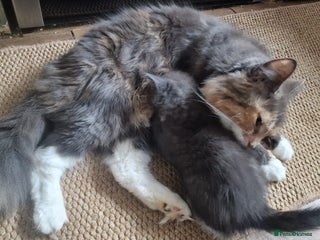 Mixed Breed cats Kittens for Sale - Advert 2