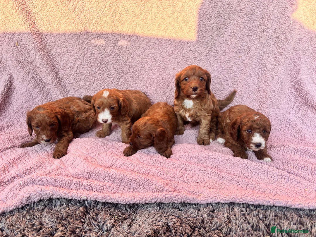 Cavapoo dogs for sale: Our delightful Cavapoo puppies  - Advert 2