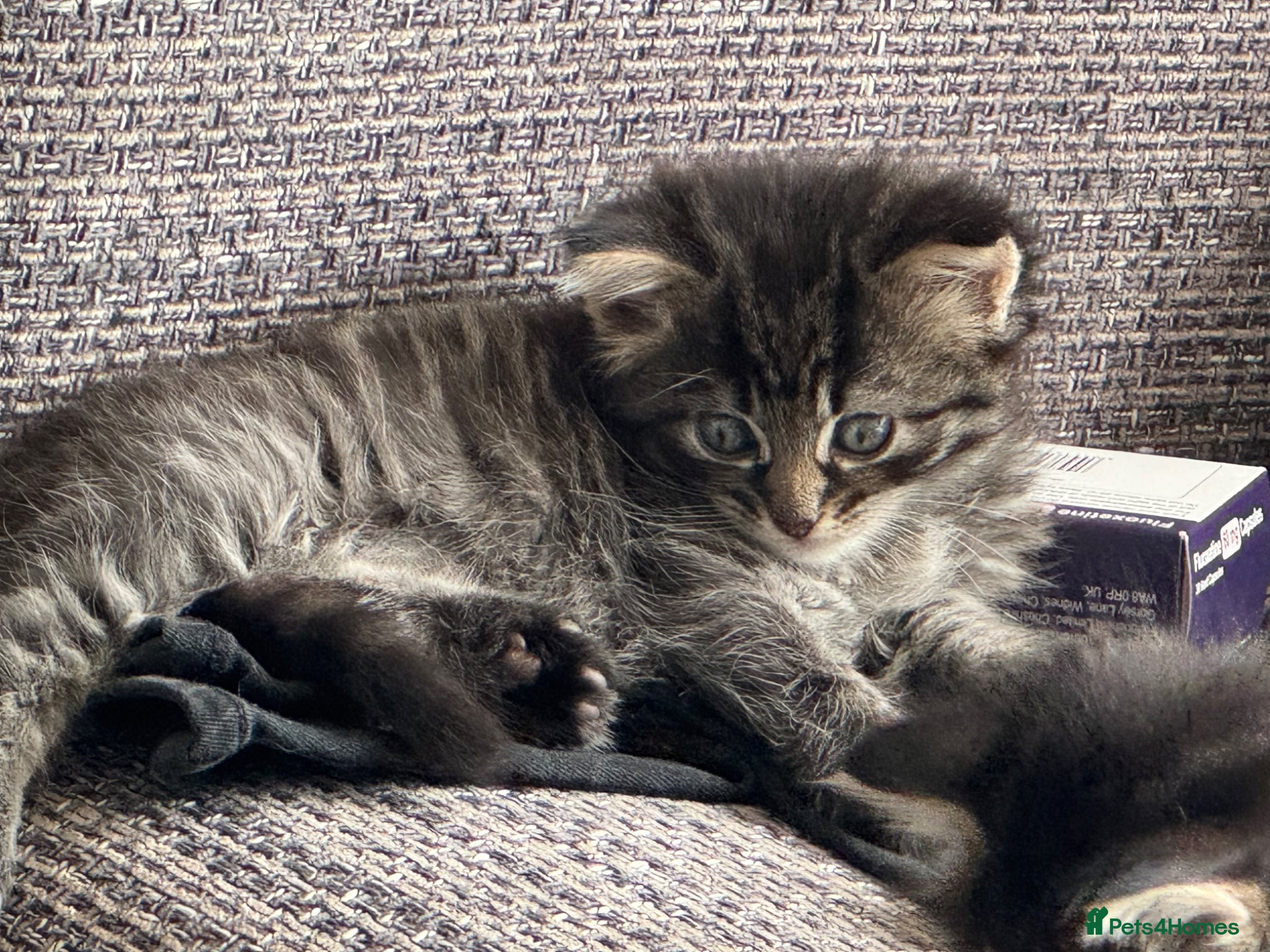Mixed Breed cats for sale: 3 gorgeous kittens for sale - Advert 10