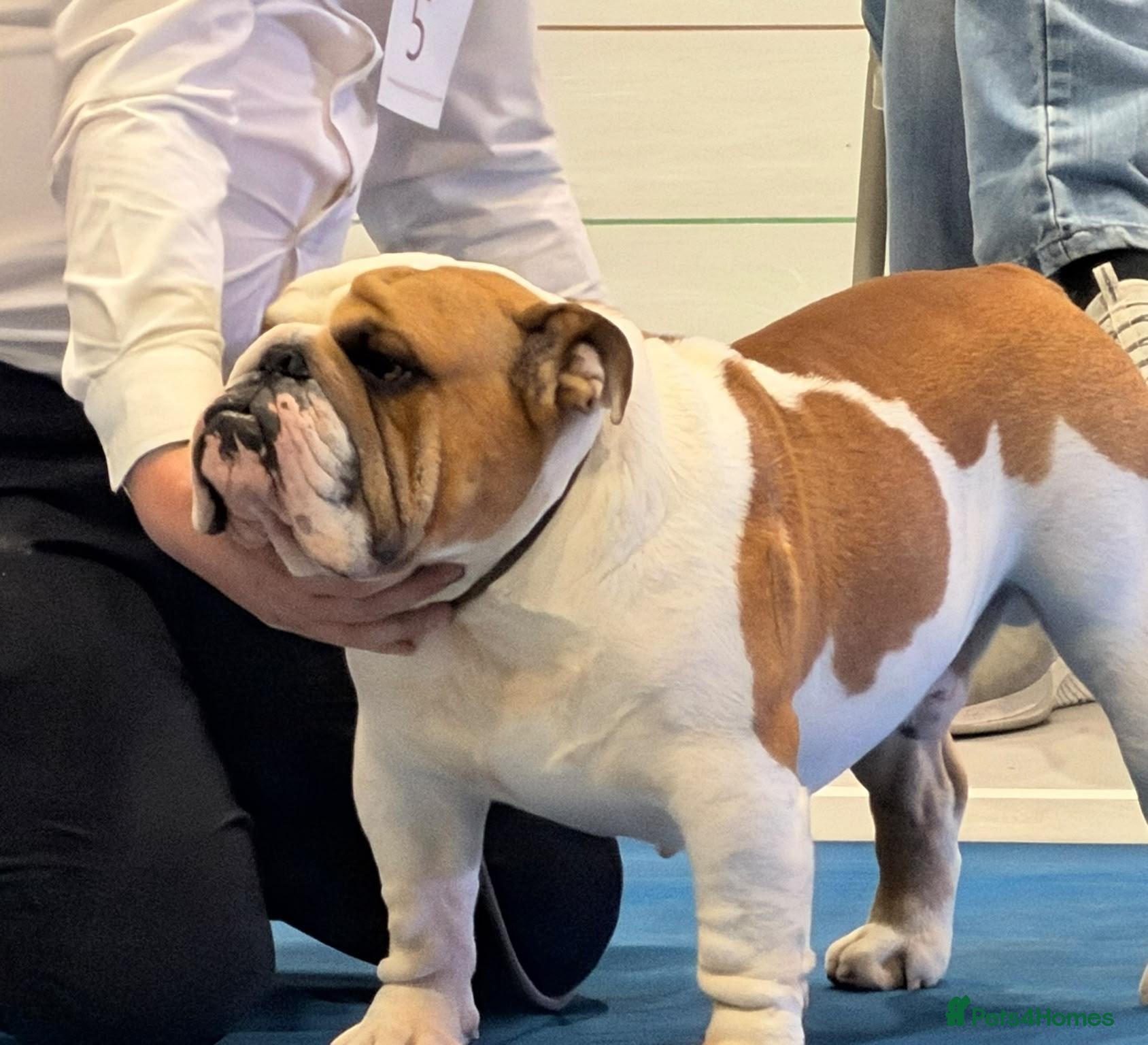 English Bulldog dogs Champion health tested show dog - Advert 3
