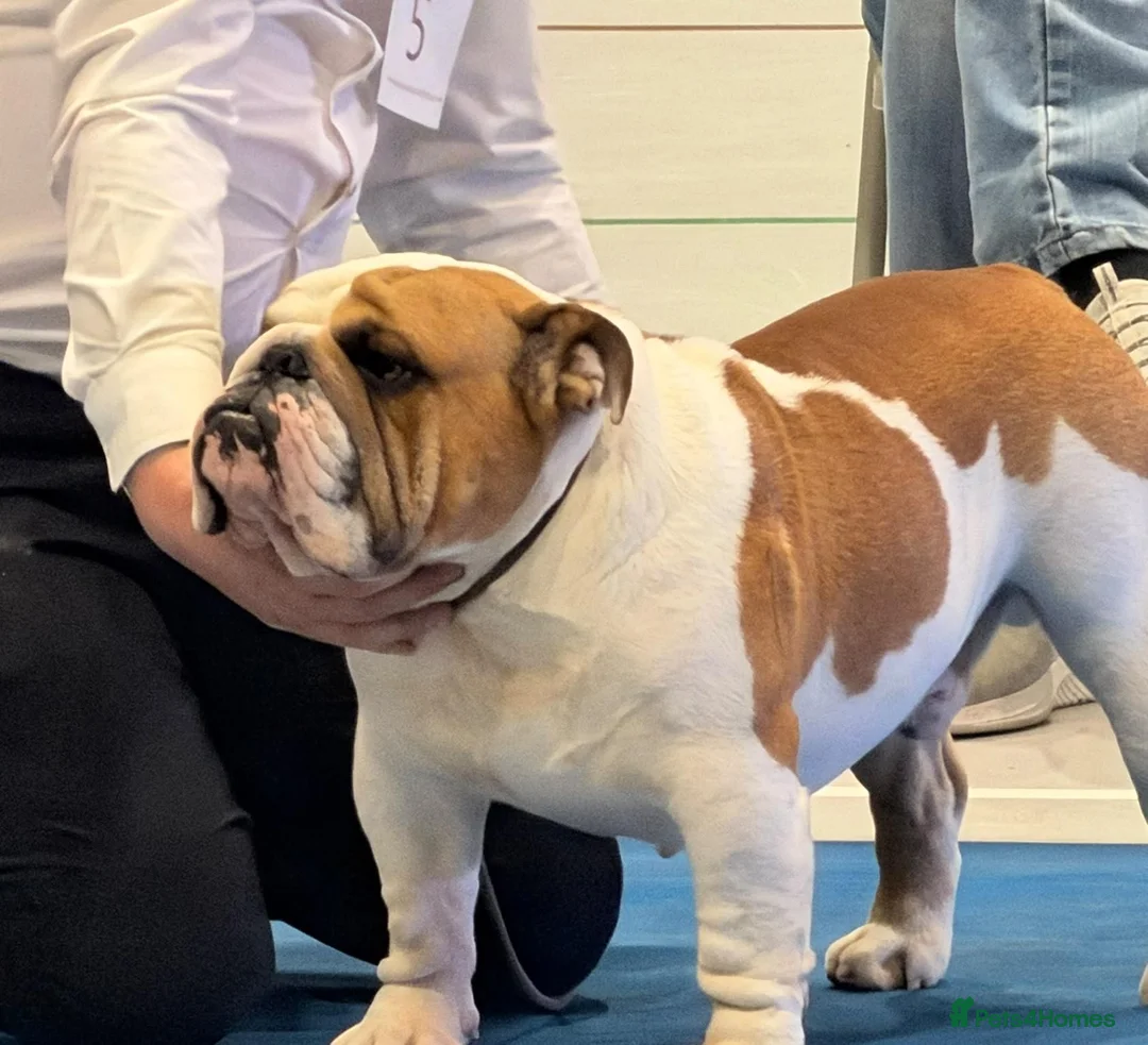 English Bulldog dogs for stud: Champion health tested show dog - Advert 1