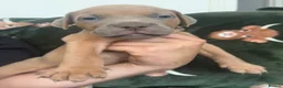 Mixed Breed dogs for sale: Mastiff x Olde English Buldogge  - Advert 25