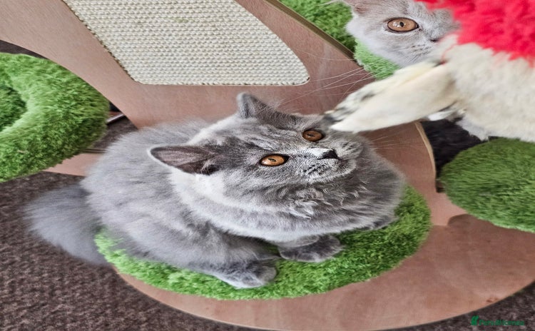 British Shorthair cats - Advert 1