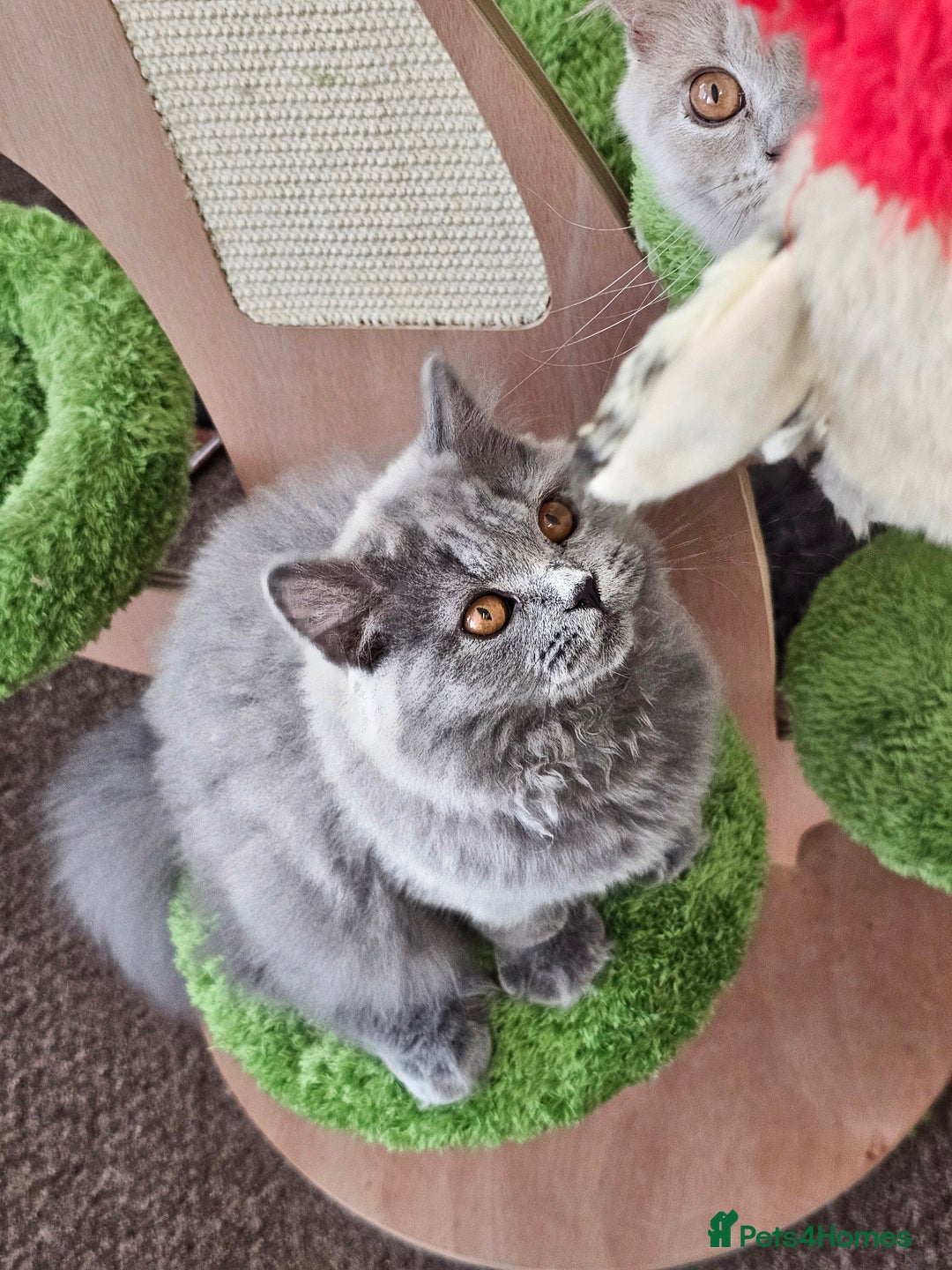 British Shorthair cats for sale: British shorthair and longhair  - Image 1
