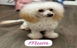 Toy Poodle dogs for sale: Toy poodles  - Image 17