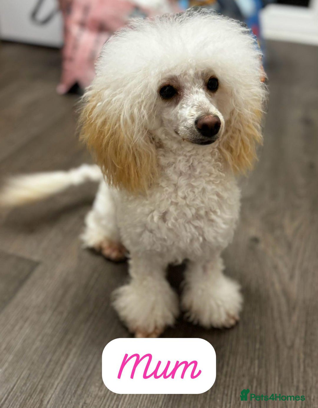 Toy Poodle dogs for sale: Toy poodles  - Image 17