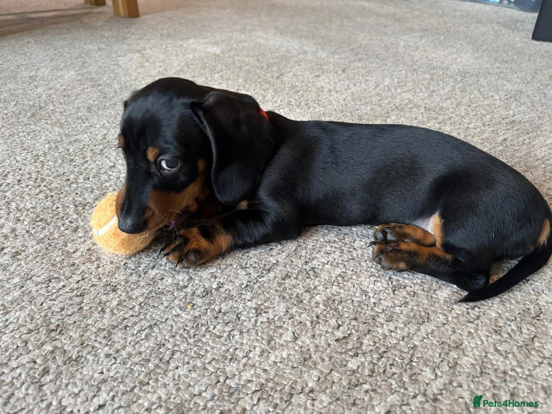 Miniature Dachshund dogs for sale: KC Registered beautiful miniature Dachshund  - Advert 7