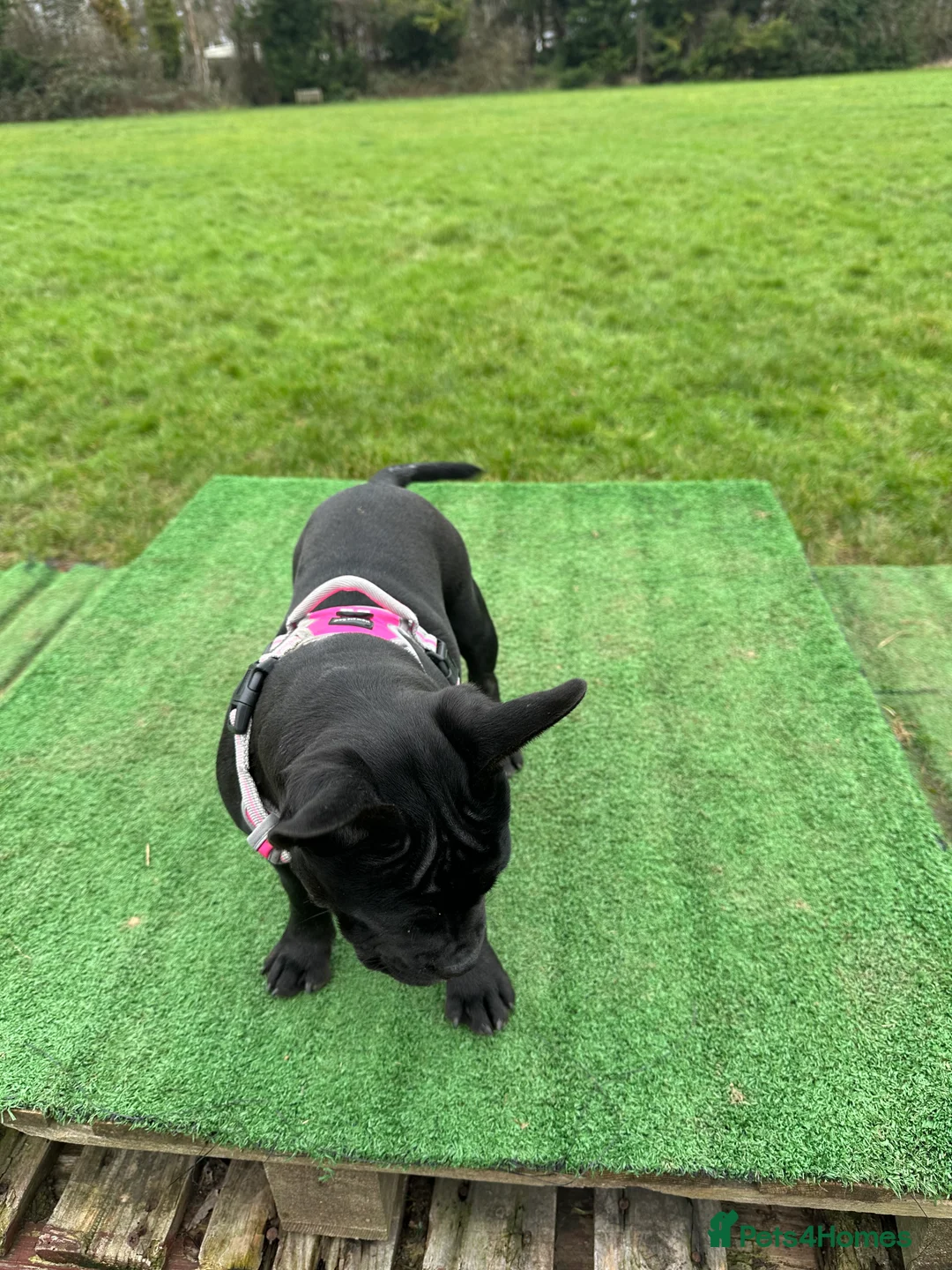 Mixed Breed dogs for sale: Lovely little girl puppy for rehoming  - Advert 3