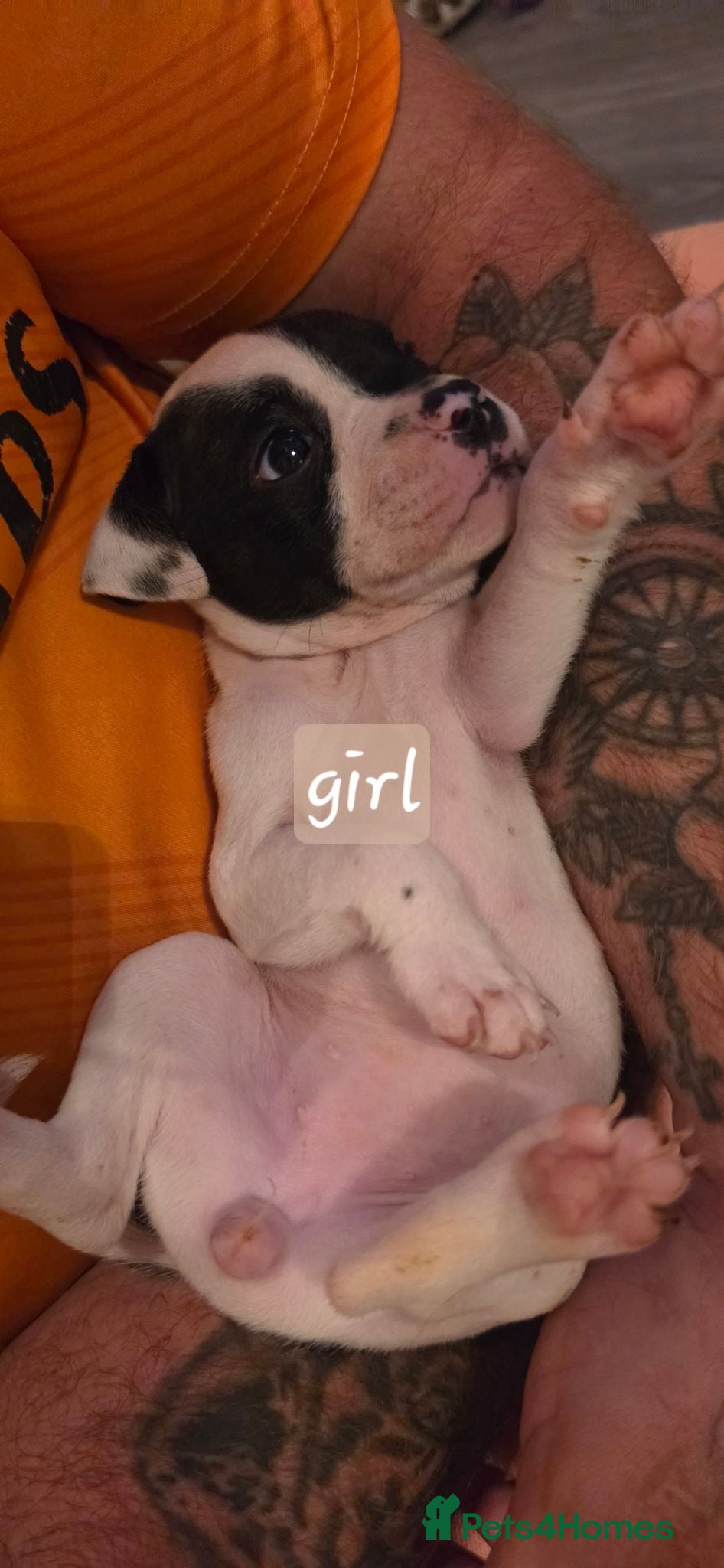 Mixed Breed dogs Beautiful puppies 🐶  - Advert 16