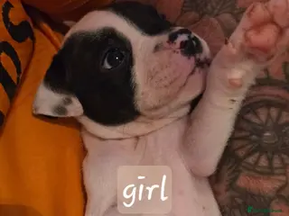 Mixed Breed dogs Last few reduced 💝puppies 🐶 - Advert 1