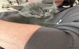 British Shorthair cats for sale: Gorgeous Blue British Shorthairs  - Image 18