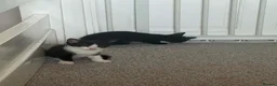 Mixed Breed cats for sale: Kittens for sale  in Canvey Island - Advert 2