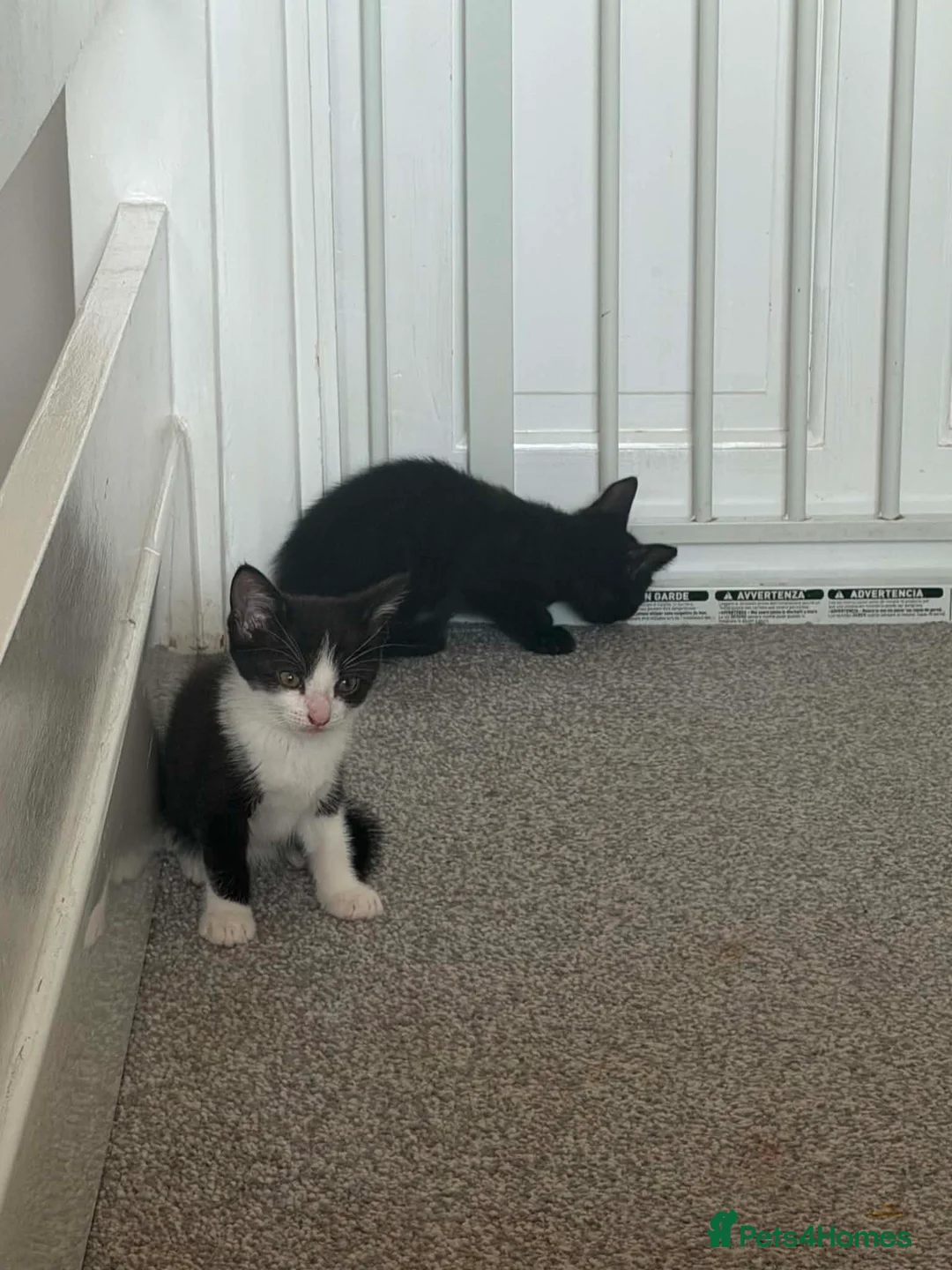 Mixed Breed cats for sale: Kittens for sale  in Canvey Island - Advert 2