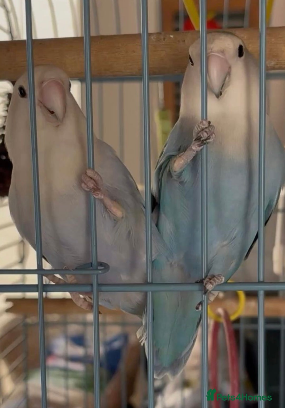 Ringnecks birds for sale: Indian ringneck  - Advert 7