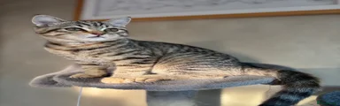 British Shorthair 6