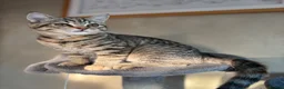 British Shorthair cats for sale: Ready to go!!! - Advert 24