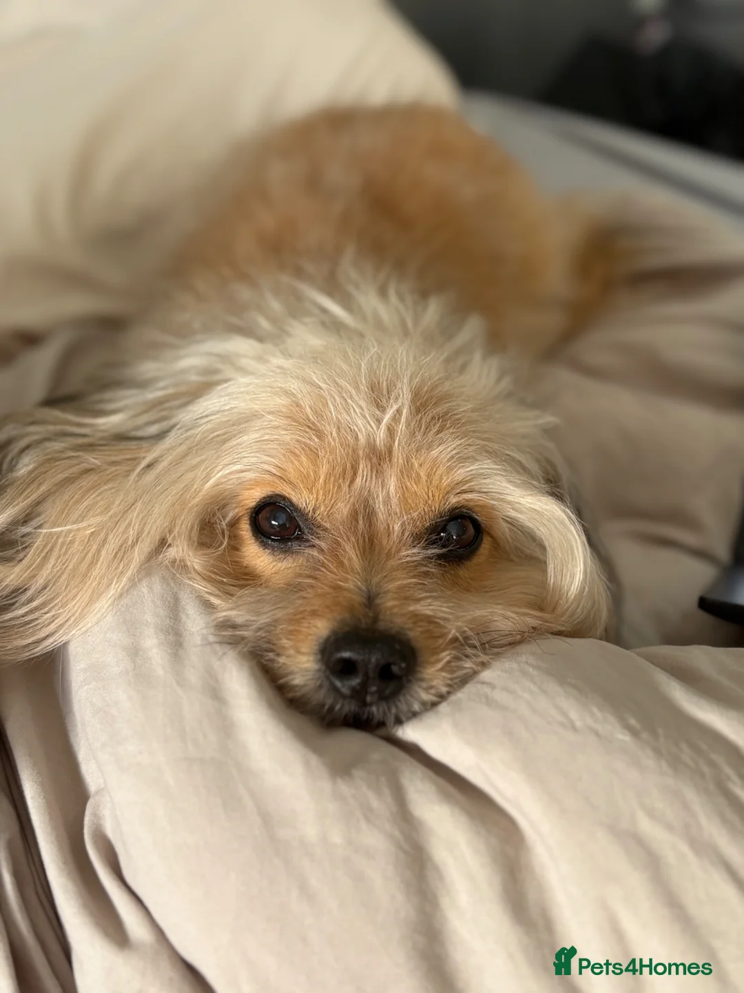 Mixed Breed dogs for stud: Pomeranian/bichon frise cross - Advert 2