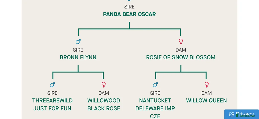 Standard Poodle dogs for stud: Brown & white parti standard poodle  - Advert 20