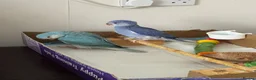Ringnecks birds for sale:  Ringneck Babies Violet & Blue Cleartail - Advert 5