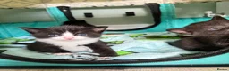Domestic Shorthair cats for sale: Beautifull Kittens - Advert 2