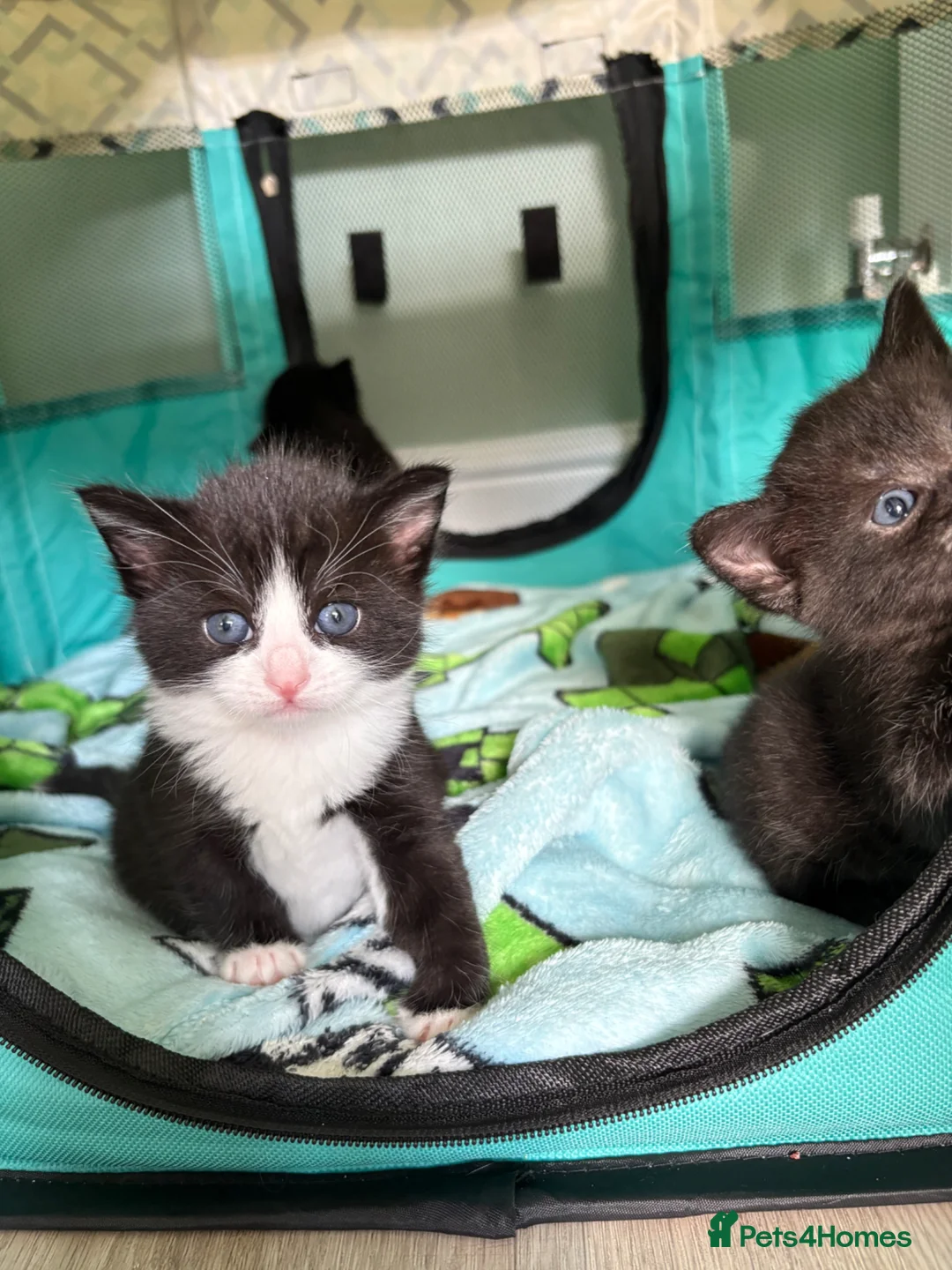 Domestic Shorthair cats for sale: Beautifull Kittens - Advert 2
