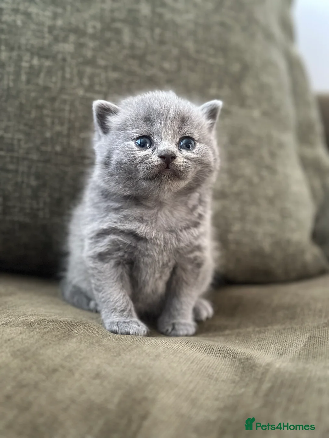 British Shorthair cats for sale: GCCF Registered British Shorthair kittens  - Advert 14