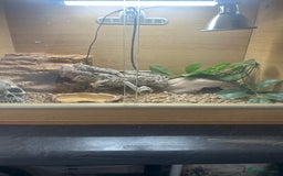 Leopard Gecko reptiles for sale: Leopard gecko for sale with full set up  - Image 2