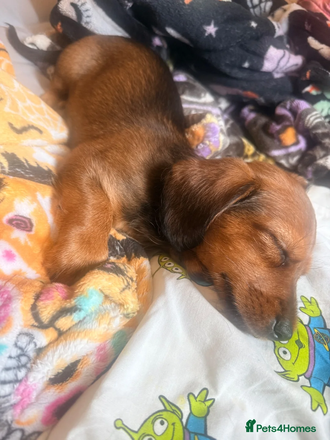 Mixed Breed dogs for sale: Miniature dachshund x Yorkie  - Advert 2