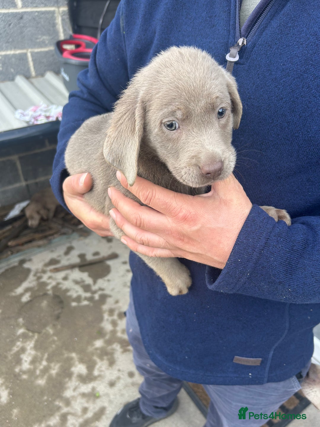Labrador Retriever dogs for sale: Silver Labrador  - Advert 11