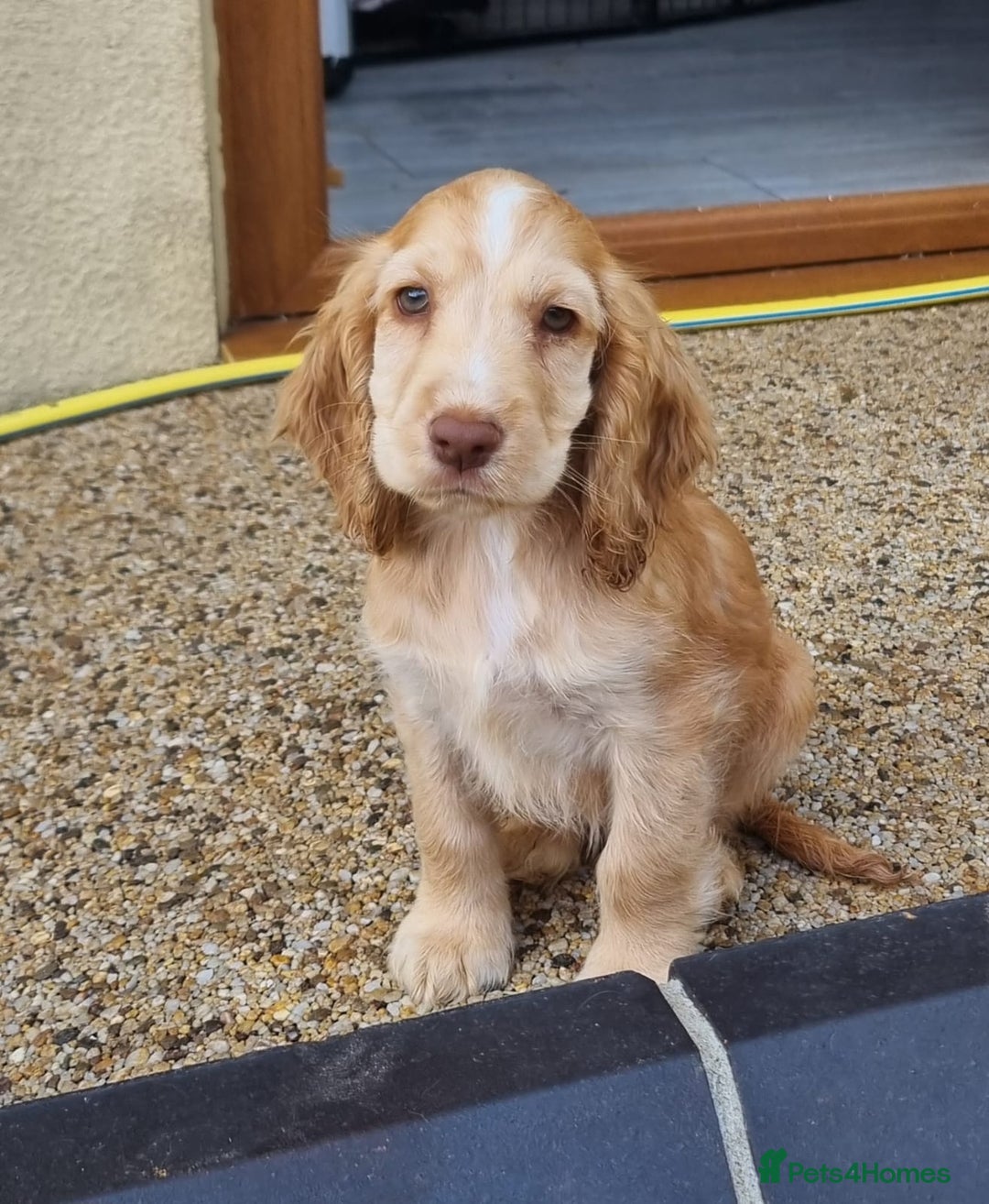 Cocker Spaniel dogs for sale: Gorgeous Chocolate & Sable Show Cocker Pups Ready - Image 32