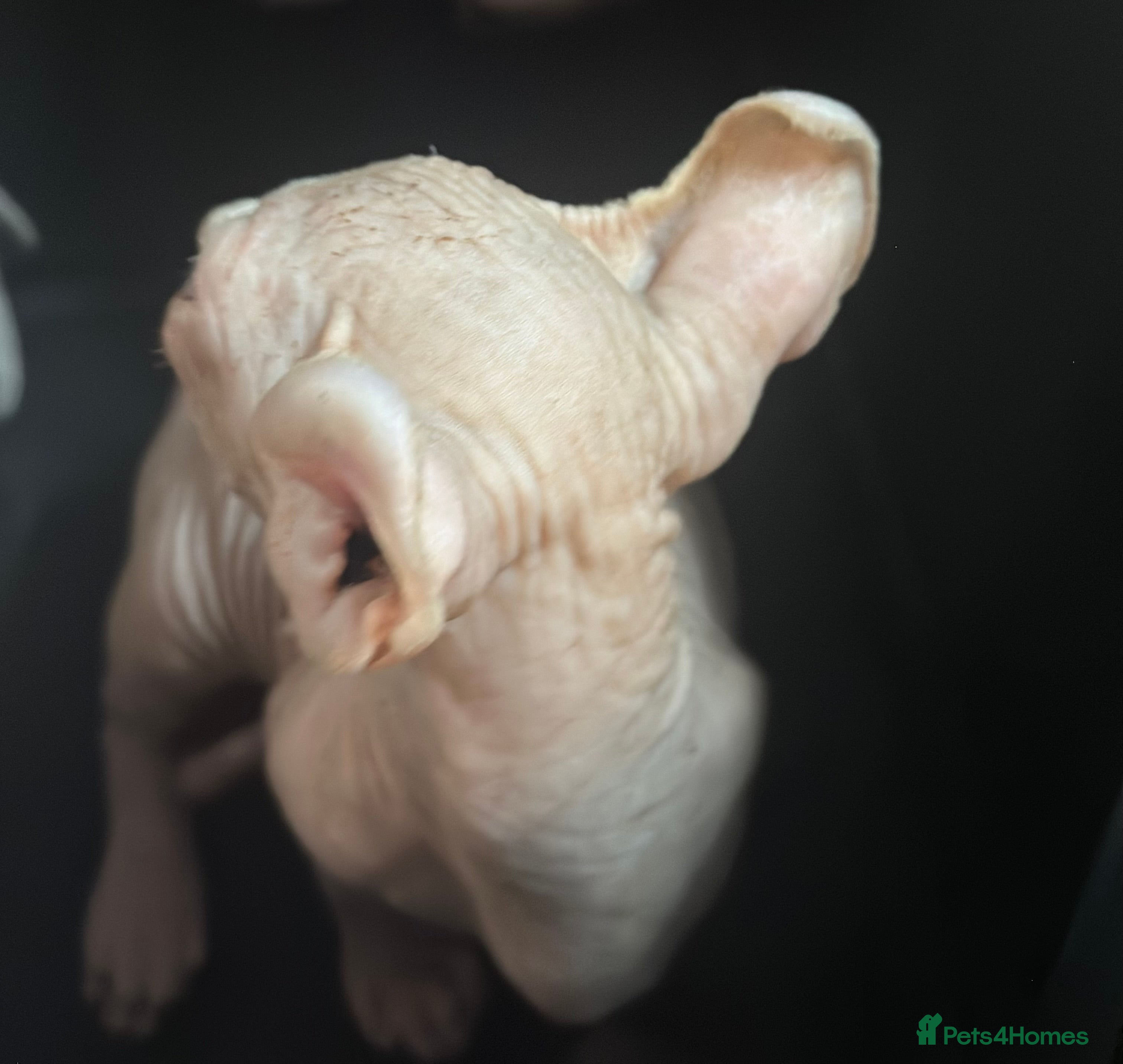 Sphynx cats loving sphynx kittens ready to leave now - Advert 9